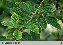 Symplocos paniculata (symplokos wiechowaty)