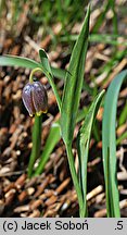 Fritillaria uva-vulpis