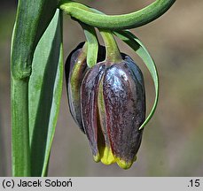 Fritillaria uva-vulpis