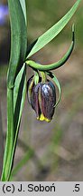 Fritillaria uva-vulpis