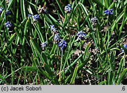 Muscari aucheri (szafirek Auchera)