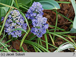 Muscari armeniacum (szafirek armeński)