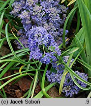 Muscari armeniacum (szafirek armeński)