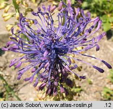 Muscari comosum