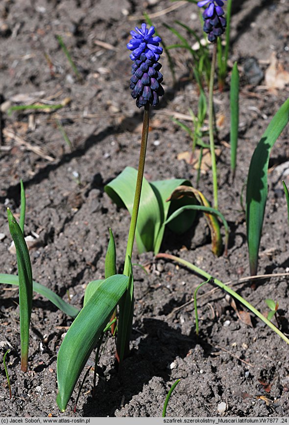 Muscari latifolium (szafirek szerokolistny)