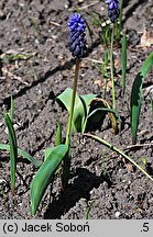 Muscari latifolium (szafirek szerokolistny)