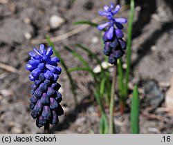 Muscari latifolium (szafirek szerokolistny)