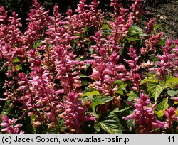 Salvia splendens (szałwia błyszcząca)