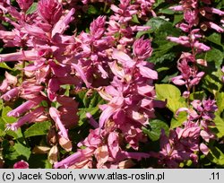 Salvia splendens (szałwia błyszcząca)