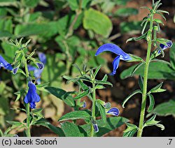 Salvia patens (szałwia otwarta)