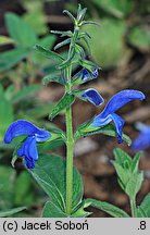 Salvia patens (szałwia otwarta)