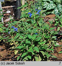 Salvia patens (szałwia otwarta)