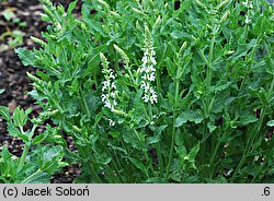 Salvia nemorosa Adrian