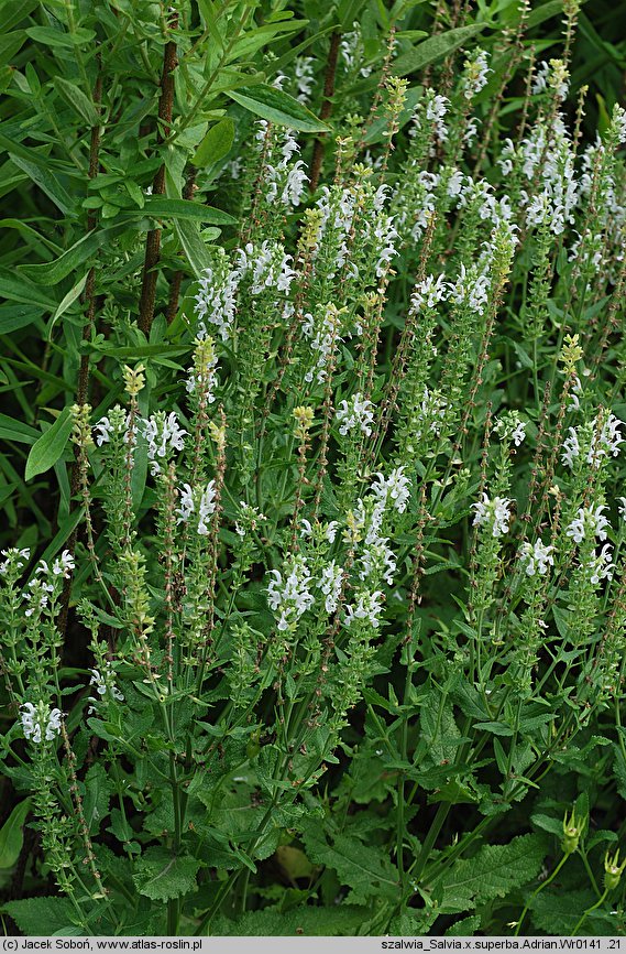 Salvia nemorosa Adrian