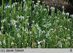 Salvia nemorosa Adrian