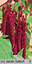 Amaranthus caudatus (szarłat zwisły)