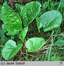 Rumex alpestris (szczaw górski)