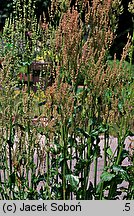 Rumex rugosus (szczaw ogrodowy)