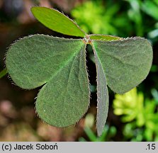 Oxalis repens (szczawik płożący się)