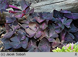 Oxalis triangularis (szczawik trójkątny)