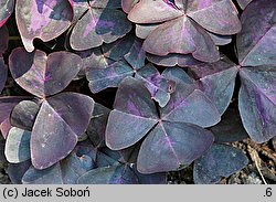 Oxalis triangularis (szczawik trójkątny)