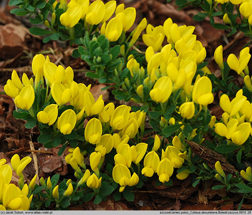 Cytisus decumbens (szczodrzeniec płożący)