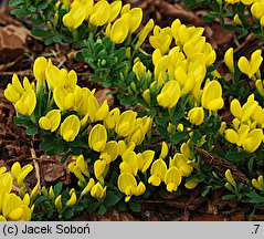 Cytisus decumbens (szczodrzeniec płożący)