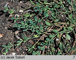 Cytisus decumbens (szczodrzeniec płożący)