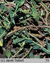 Cytisus decumbens (szczodrzeniec płożący)