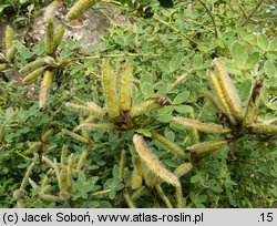 Chamaecytisus ruthenicus