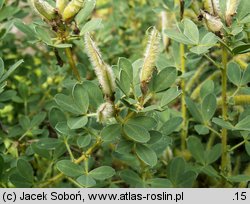 Chamaecytisus ruthenicus