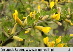 Chamaecytisus hirsutus