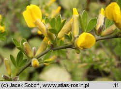 Chamaecytisus hirsutus