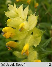 Rhinanthus alectorolophus