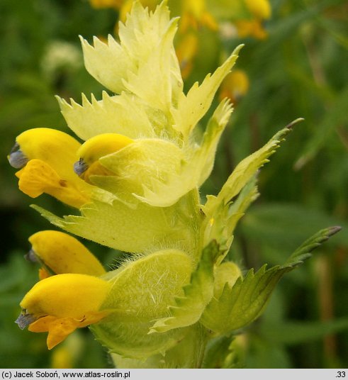 Rhinanthus alectorolophus