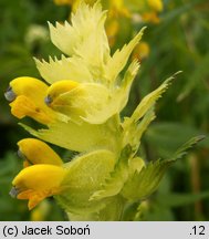 Rhinanthus alectorolophus