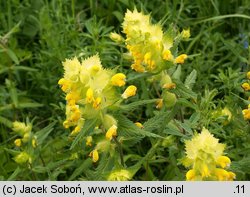 Rhinanthus alectorolophus