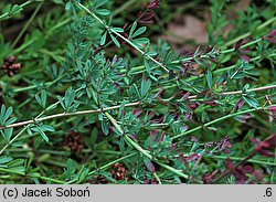 Dorycnium pentaphyllum (szyplin pięciolistny)