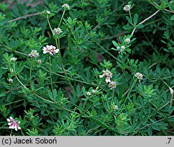 Dorycnium pentaphyllum (szyplin pięciolistny)