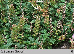 Scutellaria alpina (tarczyca alpejska)