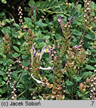 Scutellaria alpina (tarczyca alpejska)