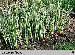 Acorus calamus (tatarak zwyczajny)