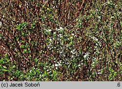 Spiraea thunbergii (tawuła Thunberga)