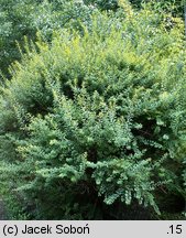 Spiraea nipponica Snowmound