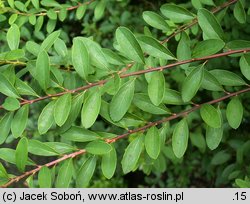 Spiraea nipponica Snowmound