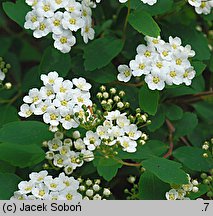 Spiraea trilobata (tawuła trójłatkowa)