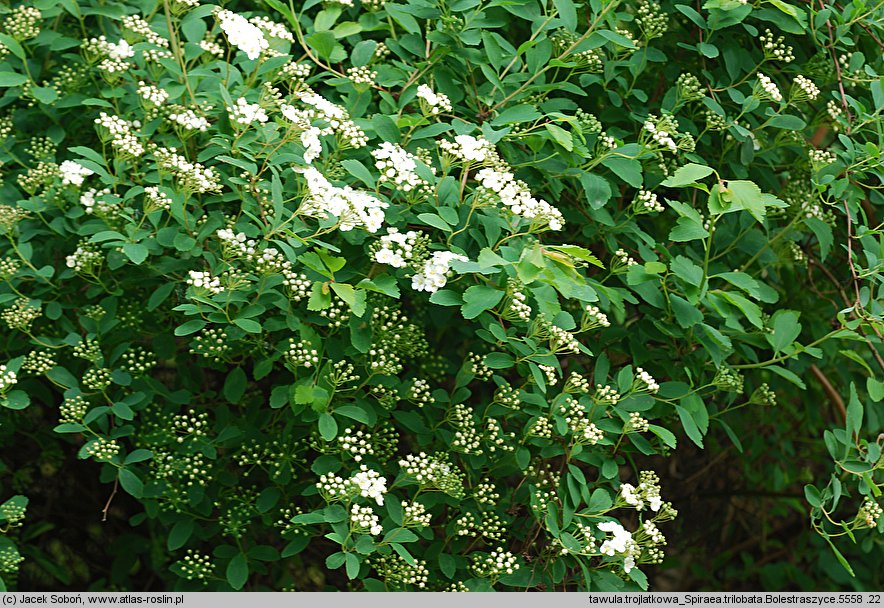 Spiraea trilobata (tawuła trójłatkowa)