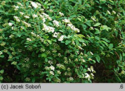 Spiraea trilobata (tawuła trójłatkowa)