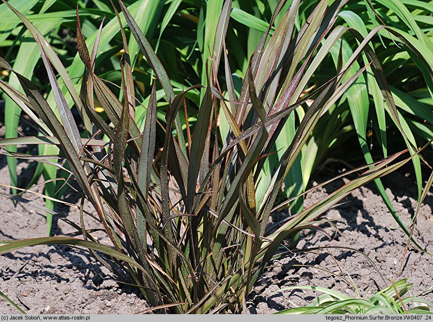 Phormium Surfer Bronze