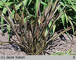 Phormium Surfer Bronze